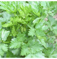 Parsley seeds «Carnival»