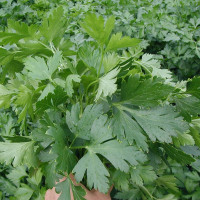 Parsley seeds «Novas»