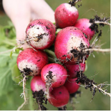 Radishes seeds «Basis»