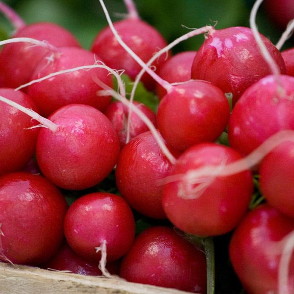 Radishes seeds «Anabel»