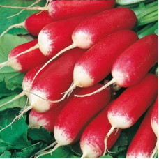 Radishes seeds «Silesia»