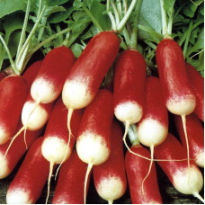 Radishes seeds «Goddess»