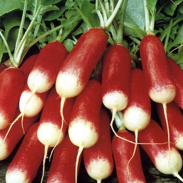 Насіння редиски «Богиня»