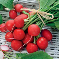 Насіння редиски «Чемпіон»