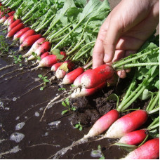 Radishes seeds «French breakfast»