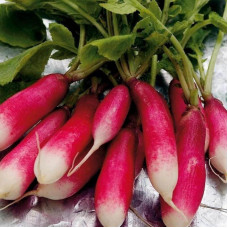 Radishes seeds «French pop»