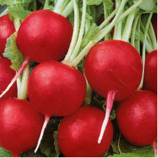 Radishes seeds «Rhodes»