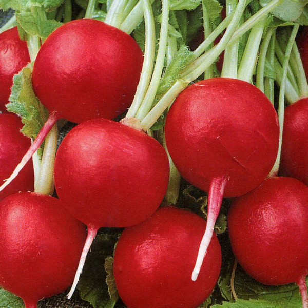 Radishes seeds «Rhodes»