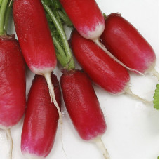 Radishes seeds «Opolianka»