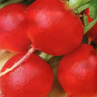 Radishes seeds «Presto»