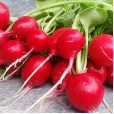 Radishes seeds «Poker»