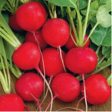 Radishes seeds «Carmen»