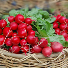 Radishes seeds «Riesenbutter»