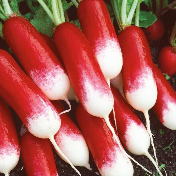 Radishes seeds «Duet»