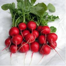 Radishes seeds «Selesta» F1