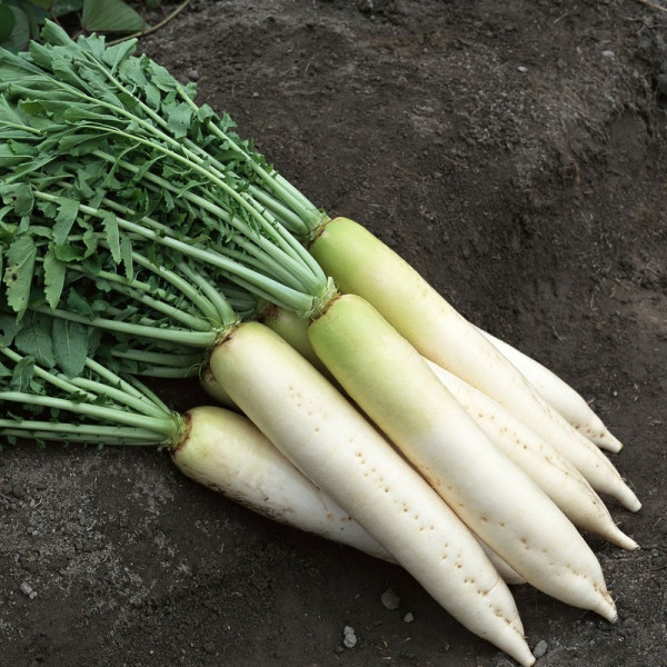 Radish seeds daikon «Mino early»