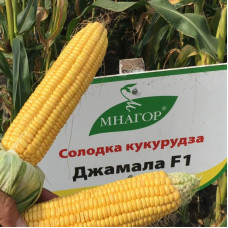 Corn seeds «Jamala» F1