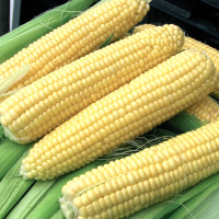Насіння кукурудзи «Санданс» F1