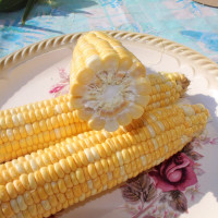 Corn seeds «Marble» F1