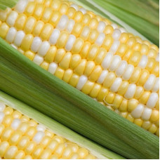 Corn seeds «Palitra» F1