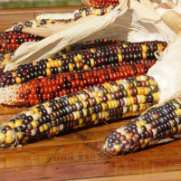 Corn seeds «Calico»