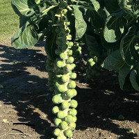 Семена капусты брюссельской «Геркулес»