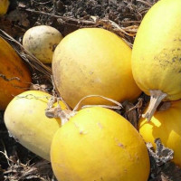 Семена тыквы «Болгарка»