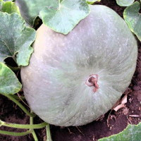 Семена тыквы «Украинская серая»