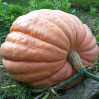 Насіння гарбуза «Титан»