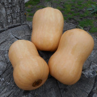 Насіння гарбуза «Дитяче масло»