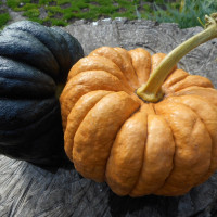 Pumpkin seeds «Futsu Kurokawa»