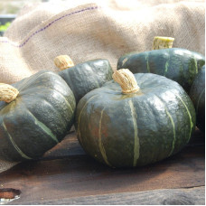 Pumpkin seeds «Burgess Buttercup»