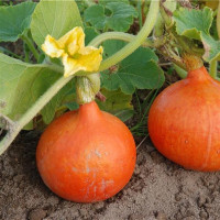 Pumpkin seeds «Potimarron»