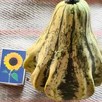 Pumpkin seeds «Dragon Wings»