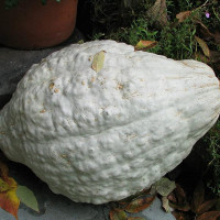 Насіння гарбуза «Блакитний Хаббард»