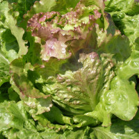 Salad seeds «Divohrai»