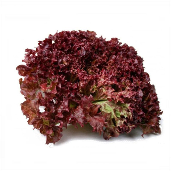 Salad seeds «Lollo Rossa»