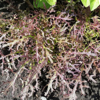 Salad seeds «Mizuna red»