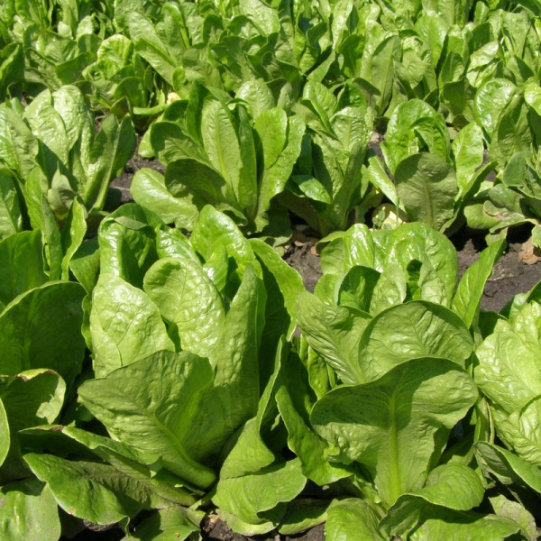 Salad seeds «Treasure»