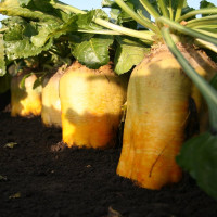 Семена свеклы «Мариша»