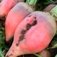 Beet seeds «Kyiv pink»