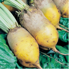 Beet seeds «Eckendorf yellow» (improved single-sprout)