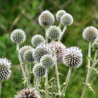 Glandular globe-thistle seeds «Star Frost»