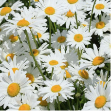 Oxeye daisies seeds «Silver Princess»