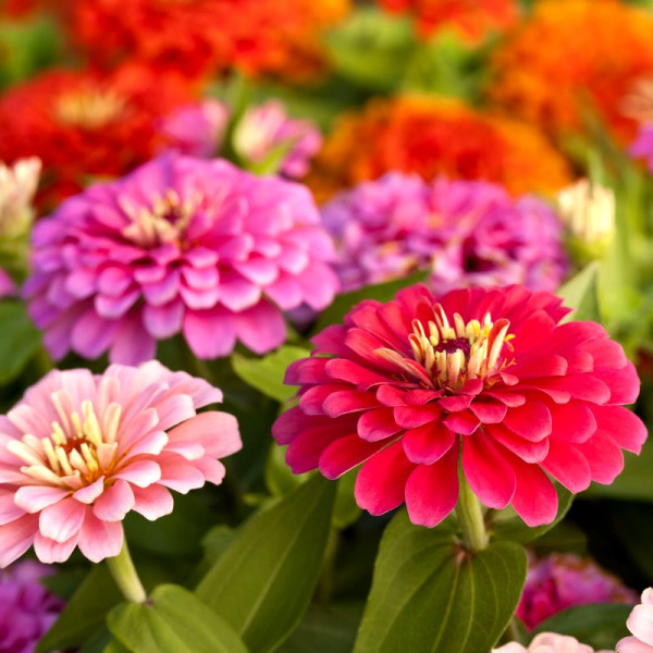 Zinnia seeds «California giant» (mix)