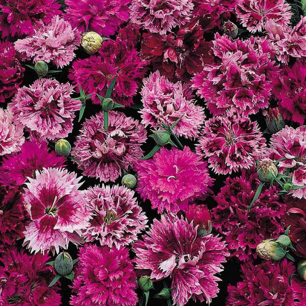 Carnation сhinese terry seeds (mix)