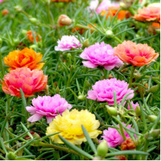 Portulaca grandiflora seeds «Double Mix»