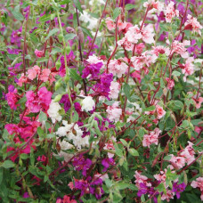 Clarkia seeds (mix)