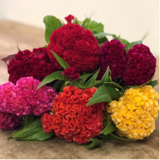 Celosia seeds «Midget» (mix)