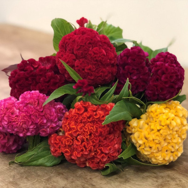 Celosia seeds «Midget» (mix)